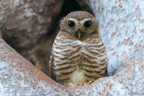 White browed owl madagascar 1
