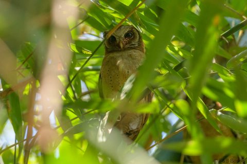 White fronted scops owl thailand 1