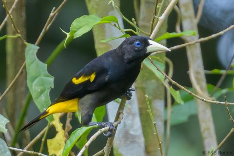 Yellow rumped cacique ecuador 1