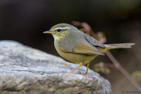 Yellow streaked warbler china 4