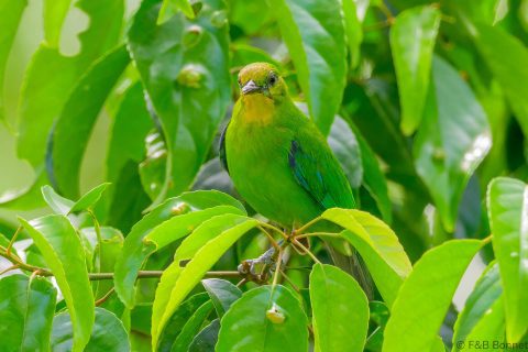 Yellow throated leafbird philippines 1