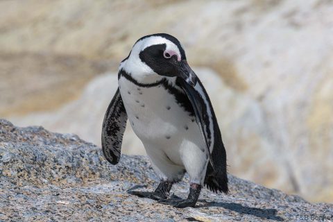 African Penguin South Africa