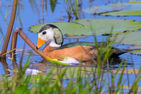African Pygmy Goose South Africa