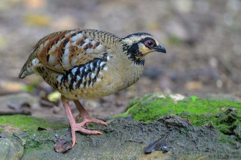 Bar backed Partridge Thailand