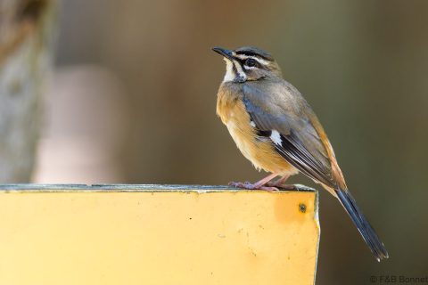 Bearded Scrub Robin South Africa