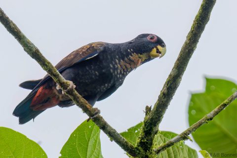 Bronze winged Parrot Ecuador