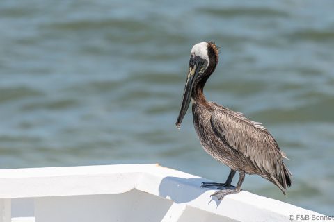 Brown Pelican Costa Rica