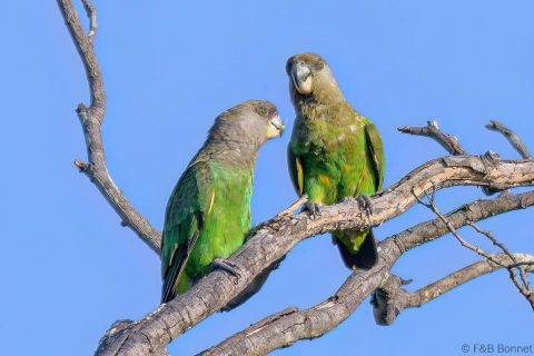Brown headed Parrot South Africa