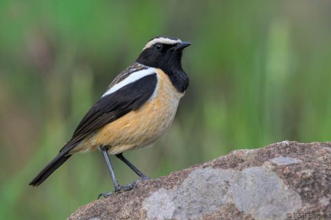 Buff streaked Chat South Africa