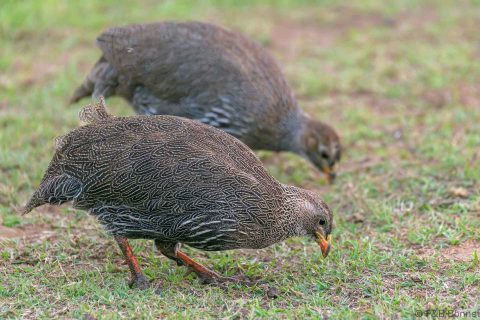 Cape Spurfowl South Africa