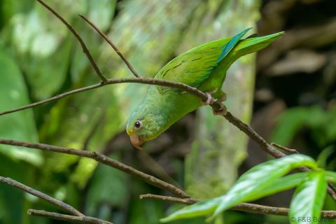 Cobalt winged Parakeet Ecuador