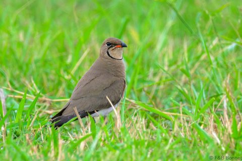 Collared Pratincole South Africa