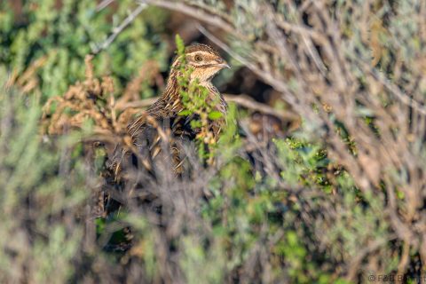 Common Quail South Africa