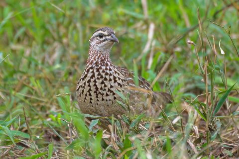 Crested Francolin South Africa
