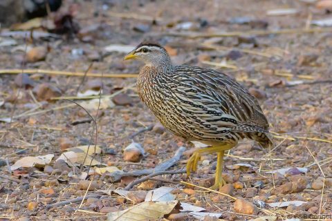 Double spurred Spurfowl Senegal