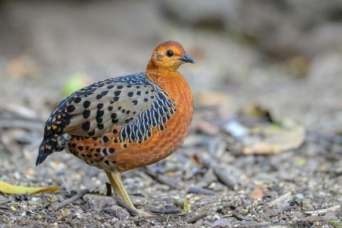 Ferruginous Partridge Thailand