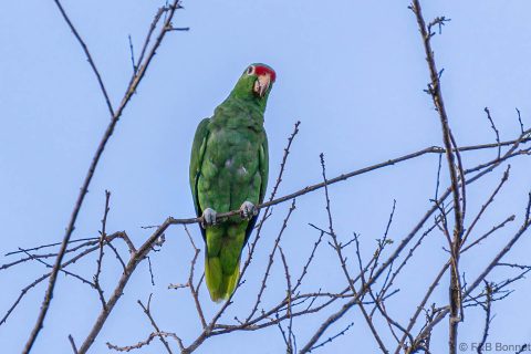 Finsch's Parakeet Costa Rica