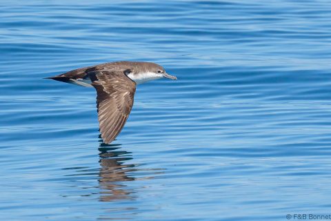 Galapagos Shearwater Ecuador