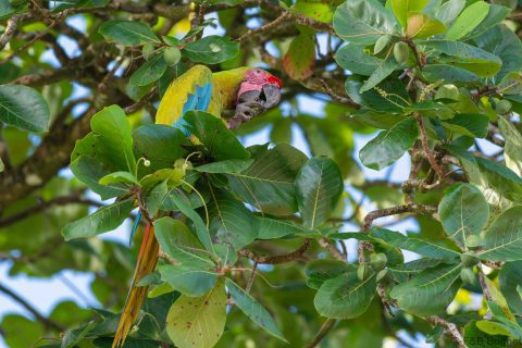 Great Green Macaw Costa Rica
