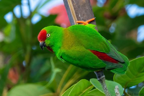 Great Hanging Parrot Indonesia