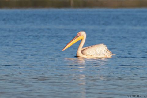 Great White Pelican South Africa