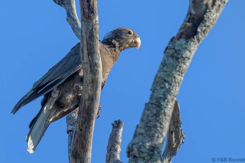 Greater Vasa Parrot Madagascar
