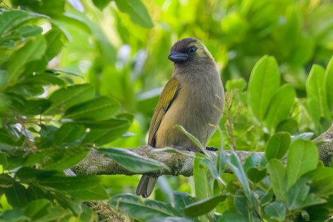 Green Barbet South Africa