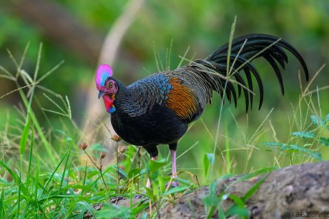 Green Junglefowl Indonesia