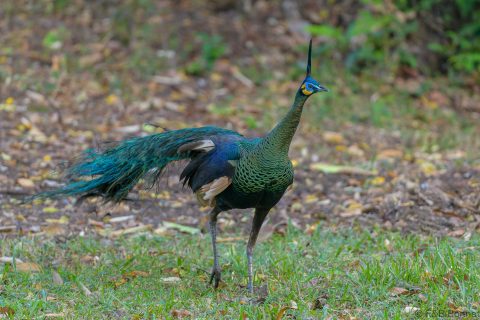 Green Peafowl Thailand