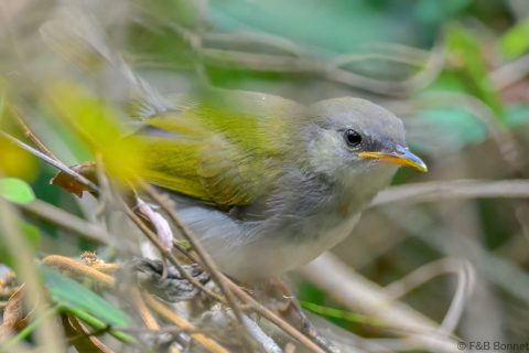 Green backed Camaroptera South Africa