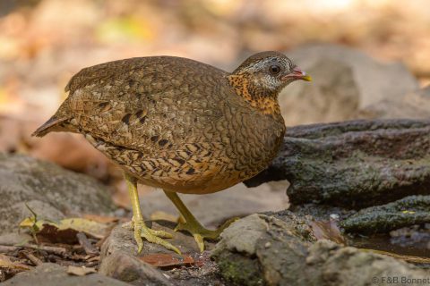 Green legged Partridge Thailand