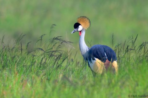 Grey Crowned Crane South Africa