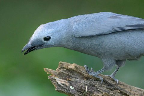 Grey Cuckooshrike South Africa