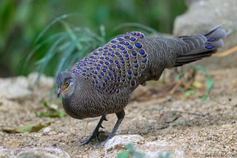 Grey Peacock Pheasant China