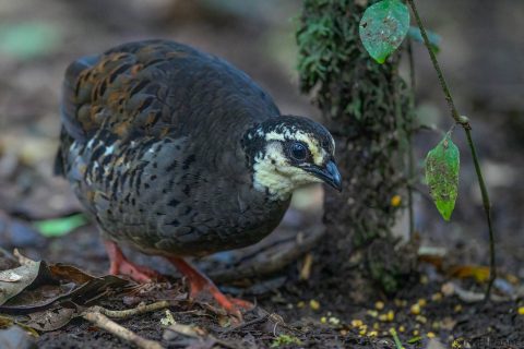 Grey breasted Partridge Indonesia