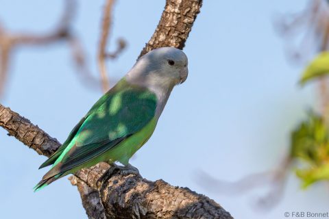 Grey headed Lovebird Madagascar