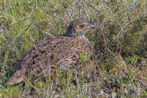 Grey winged Francolin South Africa