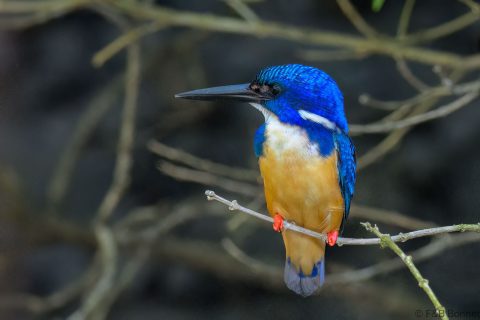 Half collared Kingfisher South Africa