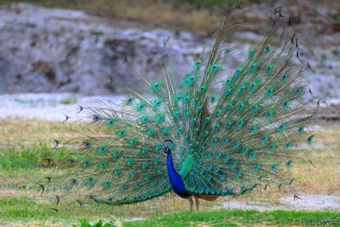 Indian Peafowl South Africa