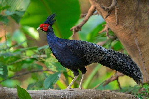 Kalij Pheasant China
