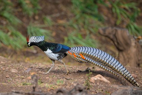 Lady Amherst's Pheasant China