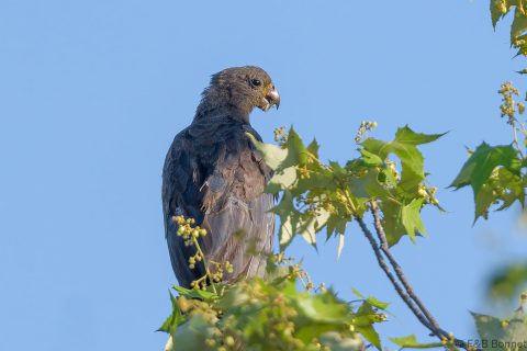 Lesser Vasa Parrot Madagascar