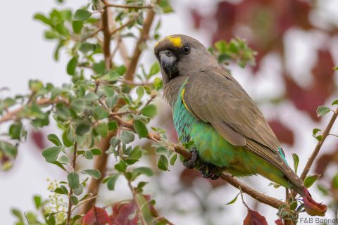 Meyer's Parrot South Africa
