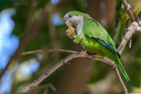 Monk Parakeet Spain