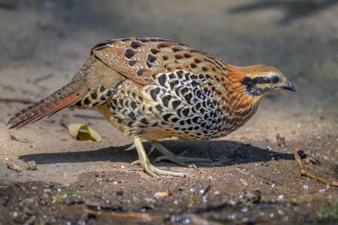 Mountain Bamboo Partridge China