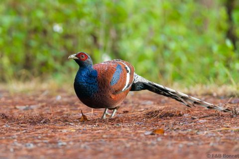 Mrs. Hume's Pheasant Thailand