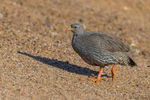Natal Spurfowl South Africa