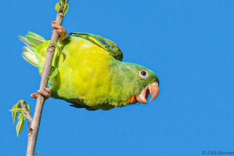 Orange chinned Parakeet Costa Rica