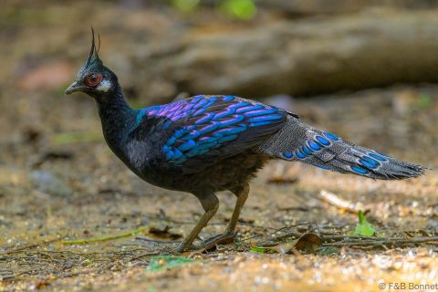 Palawan Peacock Pheasant Philippines