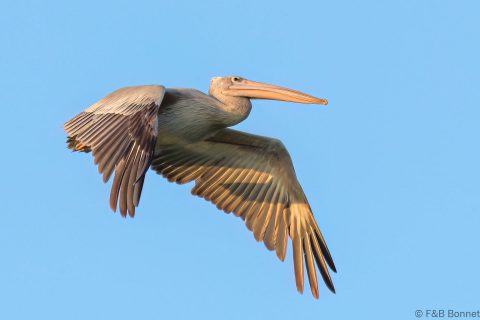 Pink backed Pelican South Africa